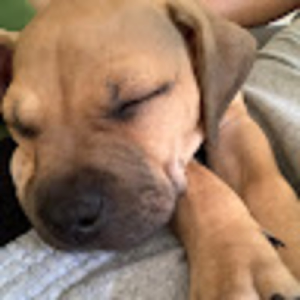Meet your Posher, Ava